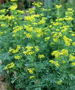 50 Yellow Rue Herb of Grace Flower Seeds - Common Ruta Graveolens Fragrant - Image 6