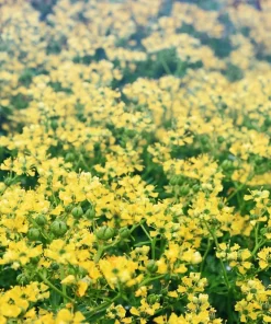 50 Yellow Rue Herb of Grace Flower Seeds - Common Ruta Graveolens Fragrant - Image 7