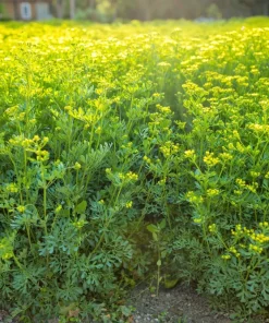 50 Yellow Rue Herb of Grace Flower Seeds - Common Ruta Graveolens Fragrant - Image 8