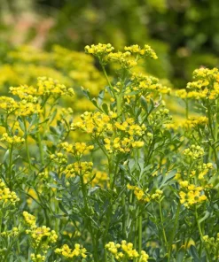 50 Yellow Rue Herb of Grace Flower Seeds - Common Ruta Graveolens Fragrant - Image 9