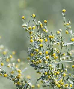 500 Absinthe Wormwood Seeds - Artemisia Absinthium Herb Flower Seeds - Image 10