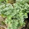 500 Absinthe Wormwood Seeds - Artemisia Absinthium Herb Flower Seeds - Image 1