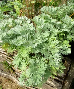 500 Absinthe Wormwood Seeds - Artemisia Absinthium Herb Flower Seeds - Image 1