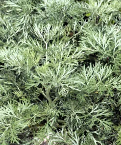 500 Absinthe Wormwood Seeds - Artemisia Absinthium Herb Flower Seeds - Image 2