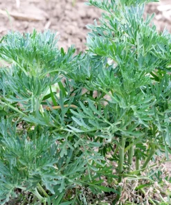 500 Absinthe Wormwood Seeds - Artemisia Absinthium Herb Flower Seeds - Image 3