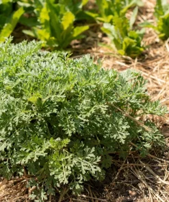 500 Absinthe Wormwood Seeds - Artemisia Absinthium Herb Flower Seeds - Image 4
