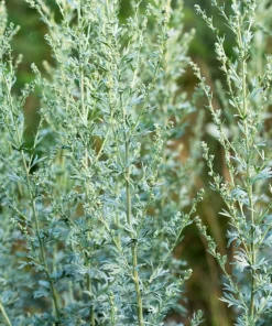 500 Absinthe Wormwood Seeds - Artemisia Absinthium Herb Flower Seeds - Image 5