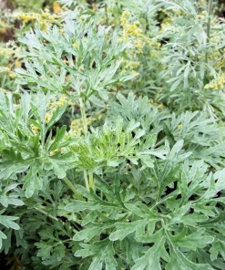 500 Absinthe Wormwood Seeds - Artemisia Absinthium Herb Flower Seeds - Image 6