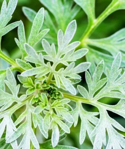 500 Absinthe Wormwood Seeds - Artemisia Absinthium Herb Flower Seeds - Image 7