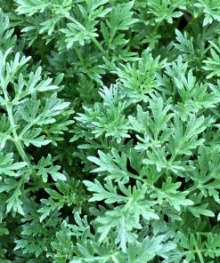 500 Absinthe Wormwood Seeds - Artemisia Absinthium Herb Flower Seeds - Image 8