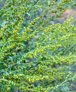 500 Absinthe Wormwood Seeds - Artemisia Absinthium Herb Flower Seeds - Image 9
