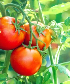 500 ACE 55 Tomato Seeds – Lycopersicon Lycopersicum Fruit Vegetable Seeds - Image 2