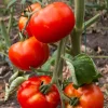 500 ACE 55 Tomato Seeds – Lycopersicon Lycopersicum Fruit Vegetable Seeds - Image 1