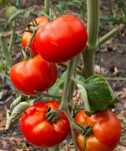 500 ACE 55 Tomato Seeds – Lycopersicon Lycopersicum Fruit Vegetable Seeds - Image 1