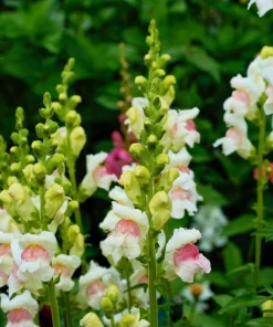 500 Apple Blossom Snapdragon Seeds - Pink, White, Yellow Flowers - Image 2