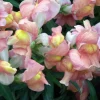 500 Apple Blossom Snapdragon Seeds - Pink, White, Yellow Flowers - Image 1