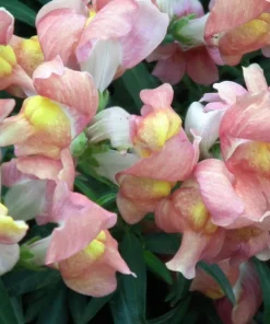 500 Apple Blossom Snapdragon Seeds - Pink, White, Yellow Flowers - Image 1