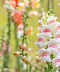500 Apple Blossom Snapdragon Seeds - Pink, White, Yellow Flowers - Image 3
