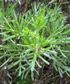 500 Beach Wormwood Artemisia Campestris Caudata Silvermound Seeds - Image 10