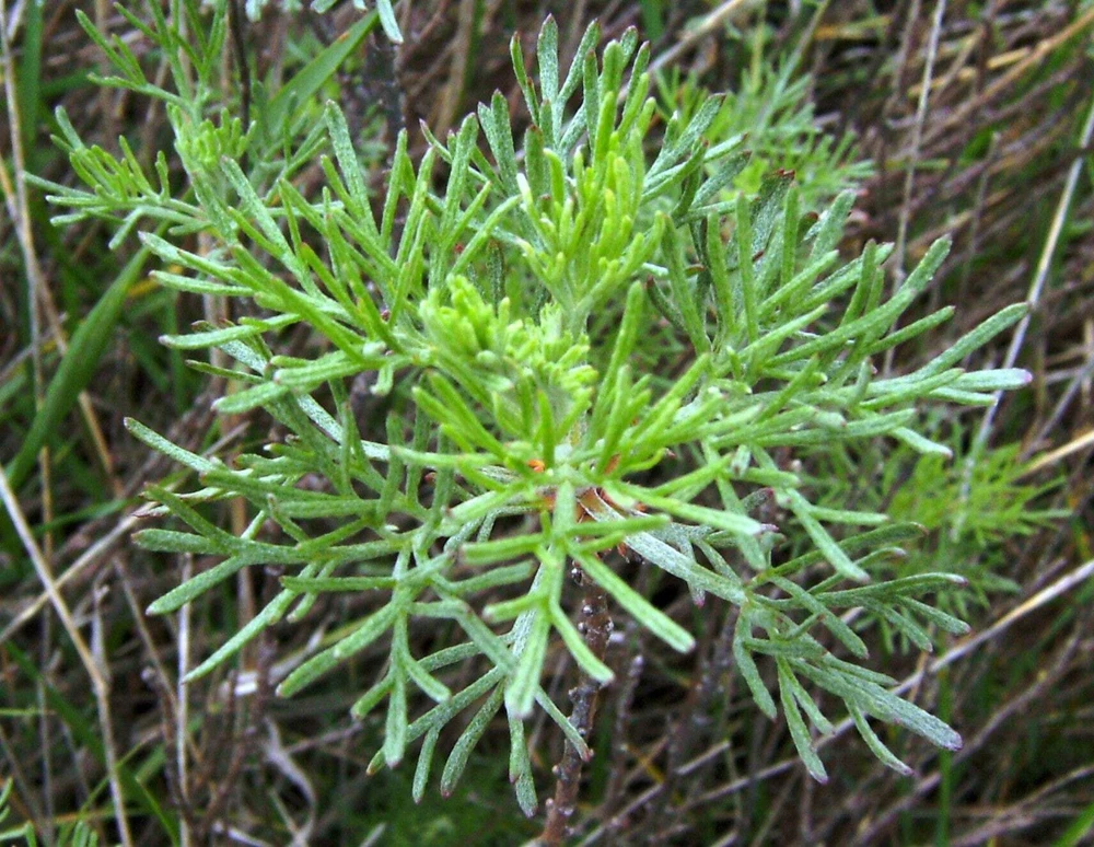 500 Beach Wormwood Artemisia Campestris Caudata Silvermound Seeds - Image 10