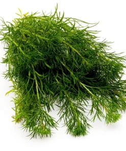 500 Beach Wormwood Artemisia Campestris Caudata Silvermound Seeds - Image 11