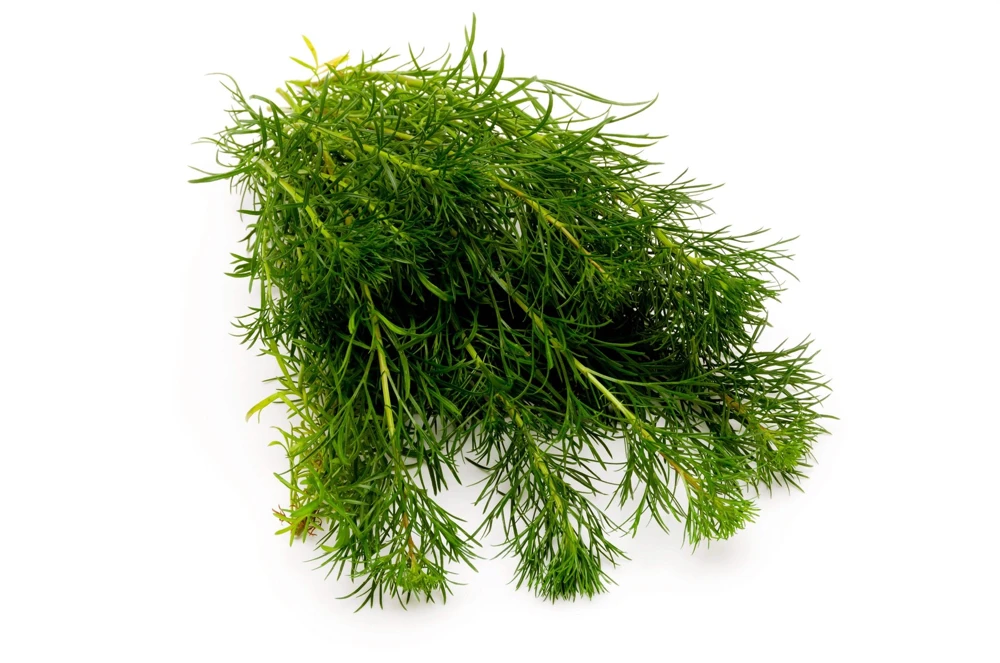 500 Beach Wormwood Artemisia Campestris Caudata Silvermound Seeds - Image 11