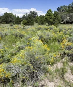 500 Beach Wormwood Artemisia Campestris Caudata Silvermound Seeds - Image 12