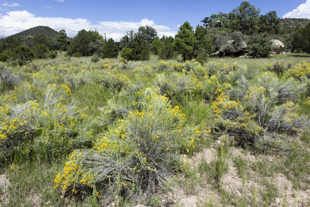 500 Beach Wormwood Artemisia Campestris Caudata Silvermound Seeds - Image 12
