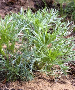 500 Beach Wormwood Artemisia Campestris Caudata Silvermound Seeds - Image 2