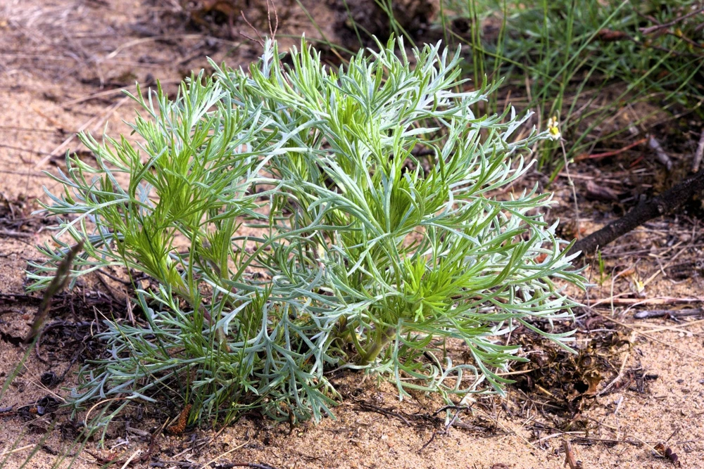 500 Beach Wormwood Artemisia Campestris Caudata Silvermound Seeds - Image 2