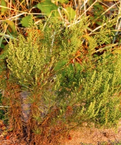 500 Beach Wormwood Artemisia Campestris Caudata Silvermound Seeds - Image 3