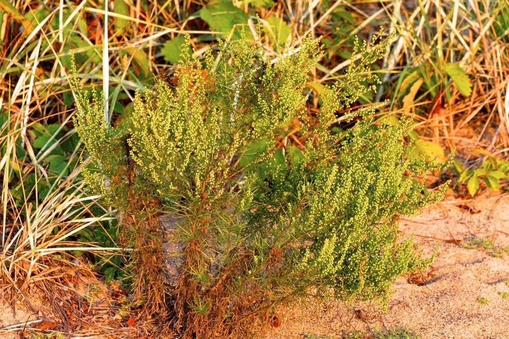 500 Beach Wormwood Artemisia Campestris Caudata Silvermound Seeds - Image 3