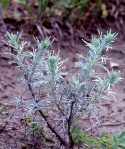 500 Beach Wormwood Artemisia Campestris Caudata Silvermound Seeds - Image 4