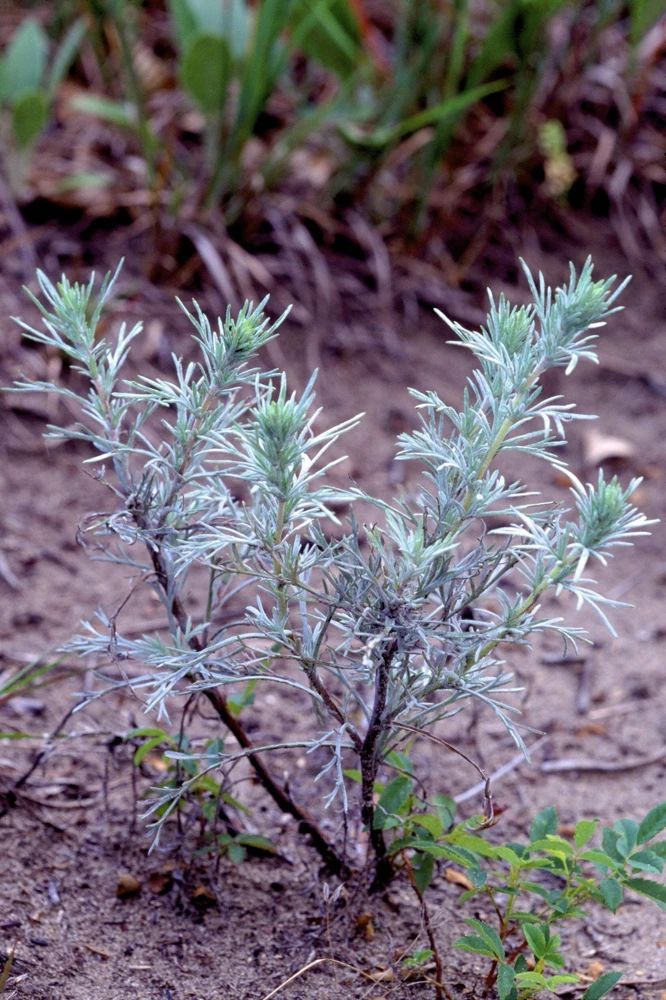 500 Beach Wormwood Artemisia Campestris Caudata Silvermound Seeds - Image 4