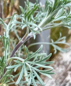 500 Beach Wormwood Artemisia Campestris Caudata Silvermound Seeds - Image 5