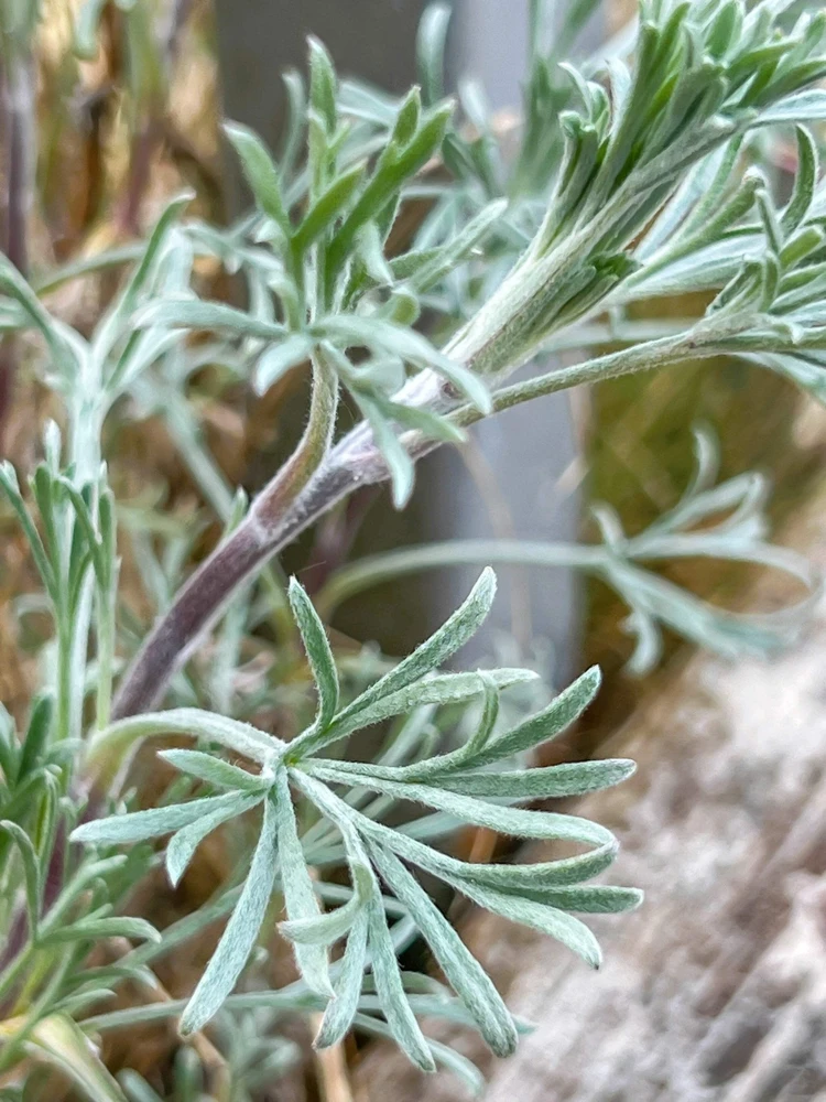 500 Beach Wormwood Artemisia Campestris Caudata Silvermound Seeds - Image 5