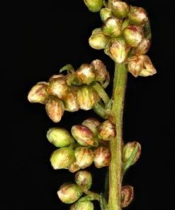 500 Beach Wormwood Artemisia Campestris Caudata Silvermound Seeds - Image 6