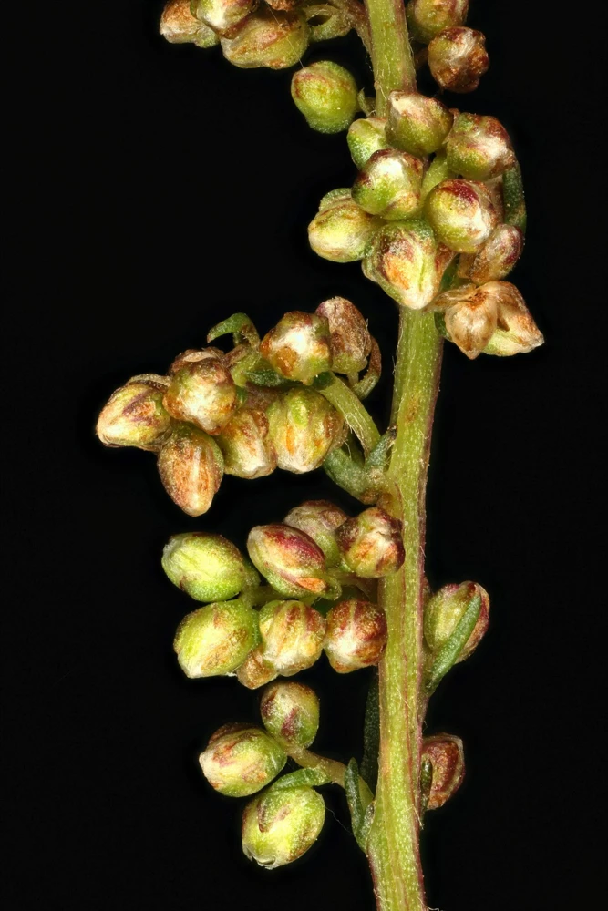 500 Beach Wormwood Artemisia Campestris Caudata Silvermound Seeds - Image 6