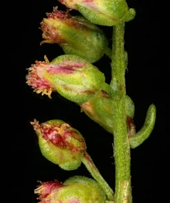 500 Beach Wormwood Artemisia Campestris Caudata Silvermound Seeds - Image 7
