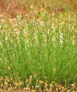 500 Beach Wormwood Artemisia Campestris Caudata Silvermound Seeds - Image 8