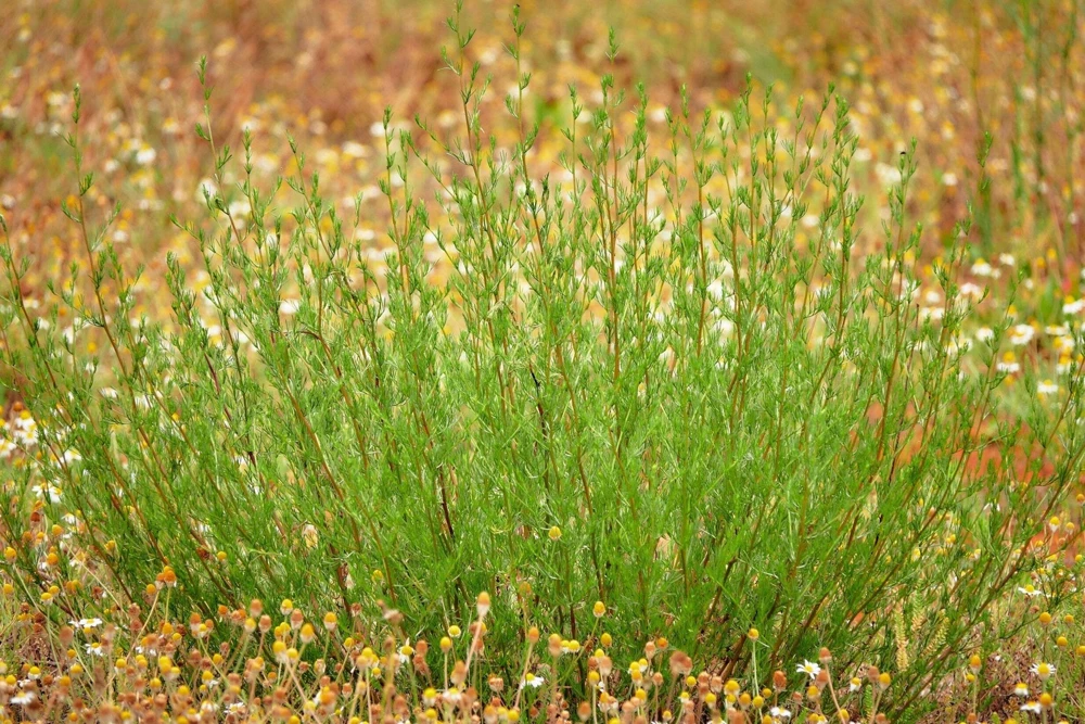 500 Beach Wormwood Artemisia Campestris Caudata Silvermound Seeds - Image 8