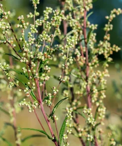 500 Beach Wormwood Artemisia Campestris Caudata Silvermound Seeds - Image 9