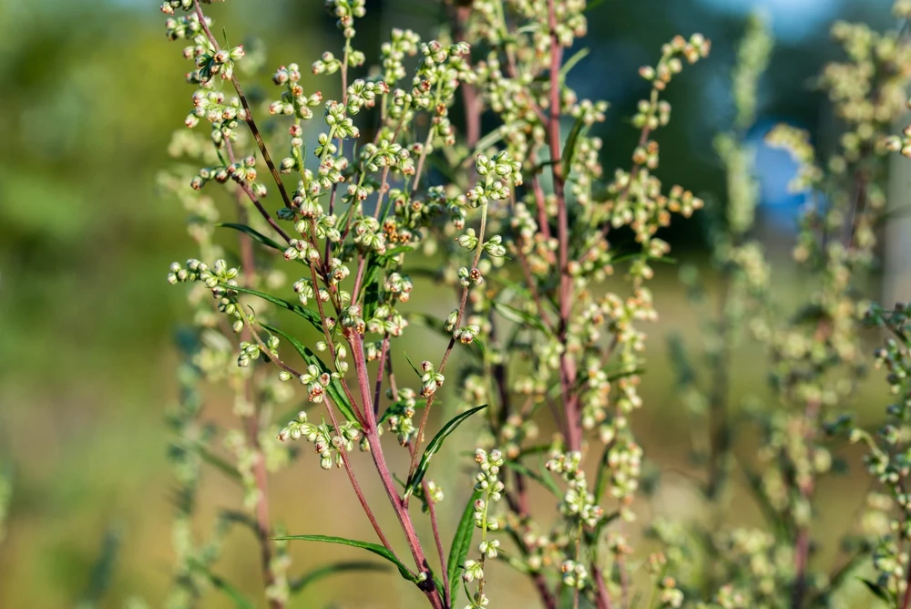 500 Beach Wormwood Artemisia Campestris Caudata Silvermound Seeds - Image 9
