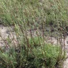 500 Beach Wormwood Artemisia Campestris Caudata Silvermound Seeds - Image 1