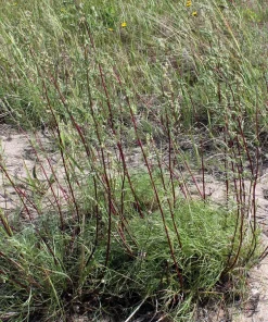 500 Beach Wormwood Artemisia Campestris Caudata Silvermound Seeds - Image 1