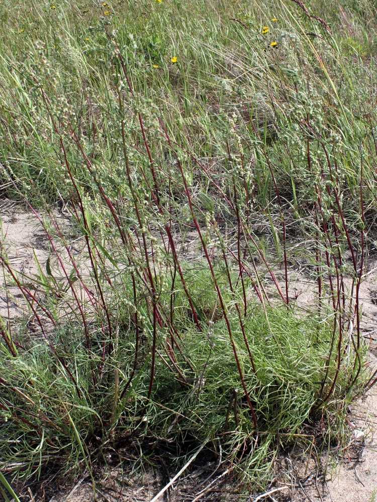 500 Beach Wormwood Artemisia Campestris Caudata Silvermound Seeds - Image 1