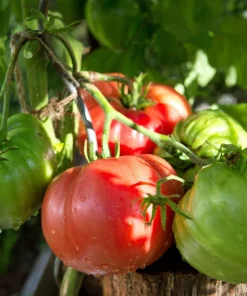 500 Beefsteak Tomato Seeds – Lycopersicon Lycopersicum Fruit Vegetable Seeds - Image 2