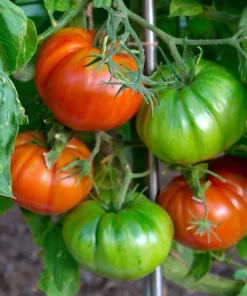 500 Beefsteak Tomato Seeds – Lycopersicon Lycopersicum Fruit Vegetable Seeds - Image 3