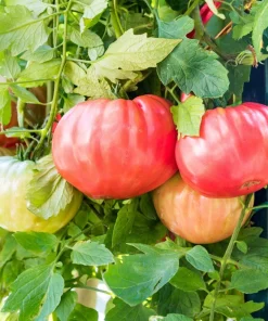 500 Beefsteak Tomato Seeds – Lycopersicon Lycopersicum Fruit Vegetable Seeds - Image 4