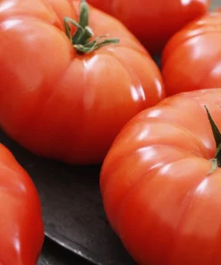 500 Beefsteak Tomato Seeds – Lycopersicon Lycopersicum Fruit Vegetable Seeds - Image 6